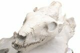 Fossil Oreodont (Merycoidodon) Skull with Associated Bones #232219-8